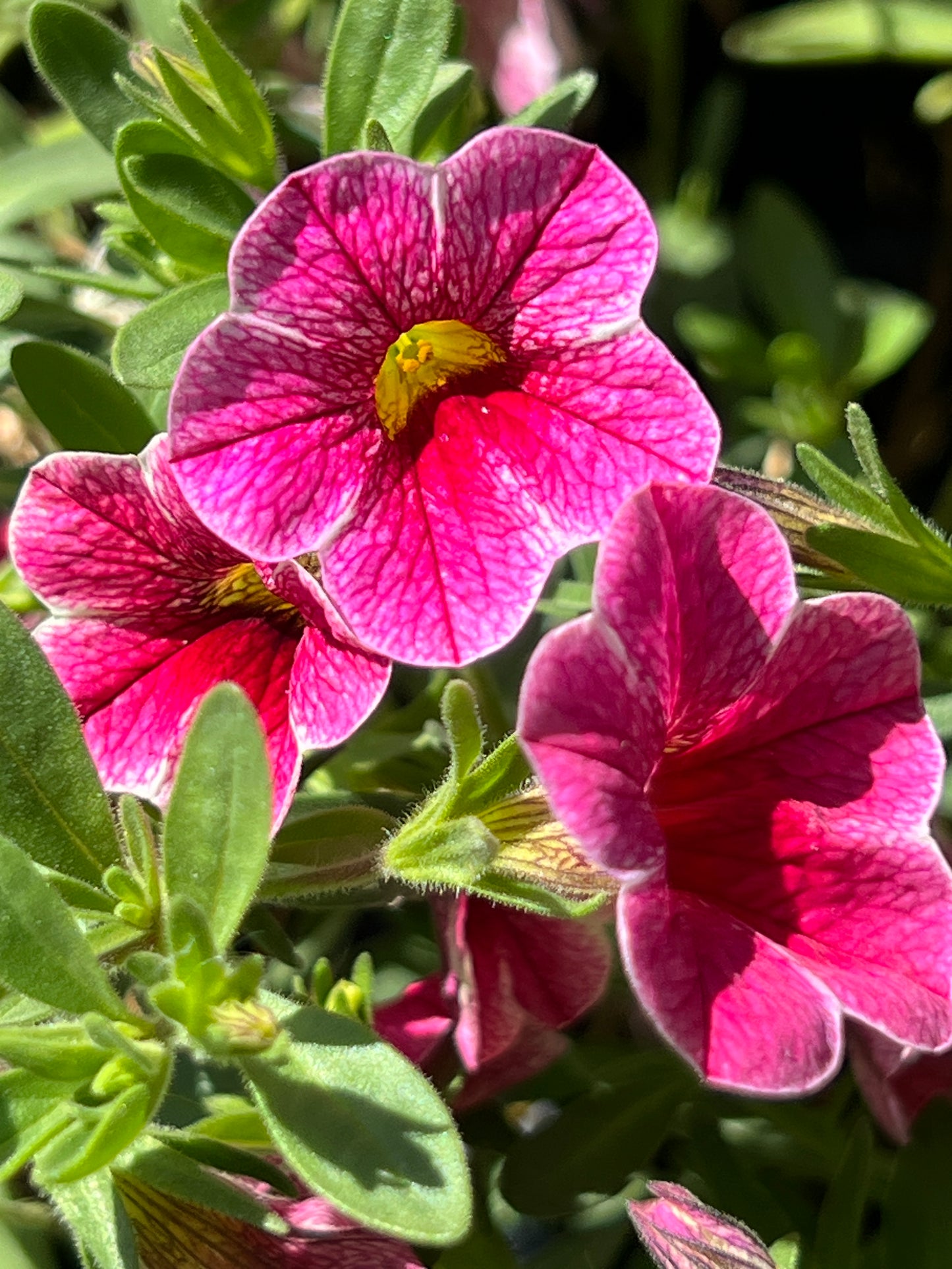 Calibrachoa Colibri Cherry Lace