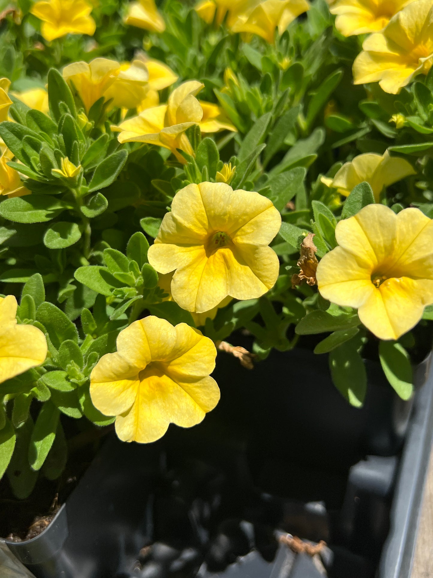 Calibrachoa Colibri Canary Yellow