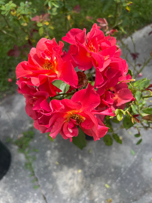Rose, Cinco de Mayo™ PP#21709