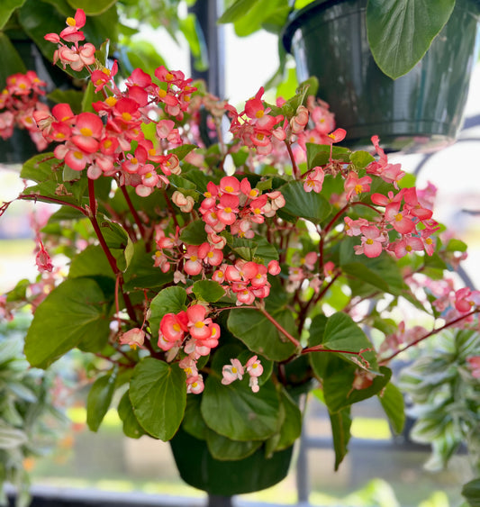 Begonia Dragon Wing Pink