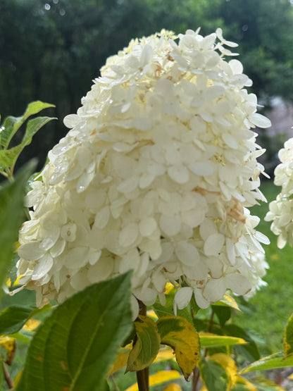 Hydrangea, Tighty Whitey