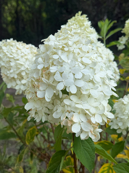 Hydrangea, Tighty Whitey