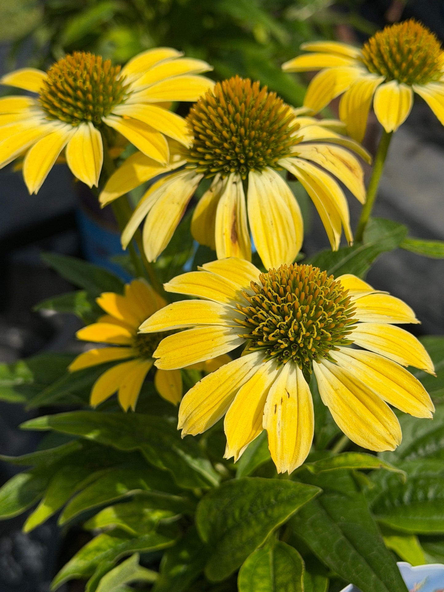Echinacea Sombrero Summer Solstice PP# 31818
