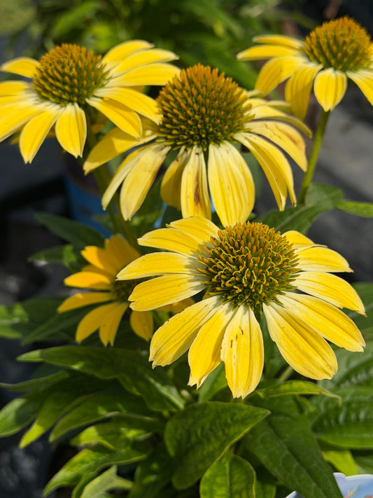 Echinacea Sombrero Summer Solstice PP# 31818