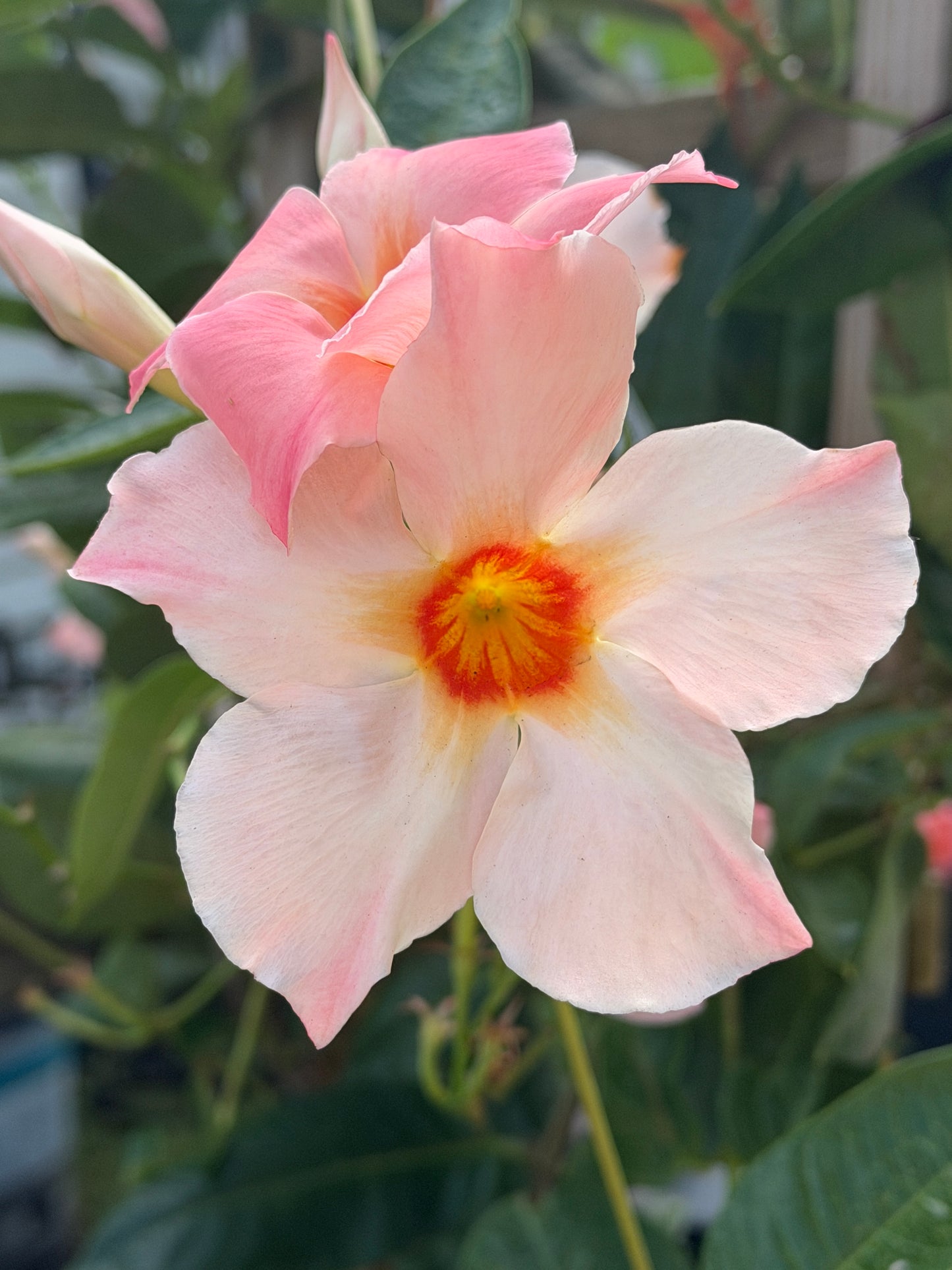 Mandevilla Sun Parasol Giant Peach Sunrise PPAF