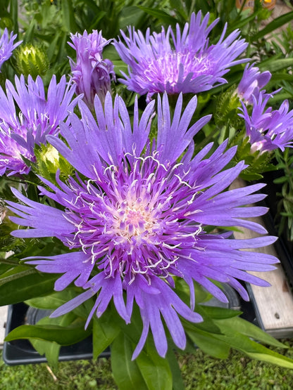Stokesia laevis Mel's Blue Stokes' Aster