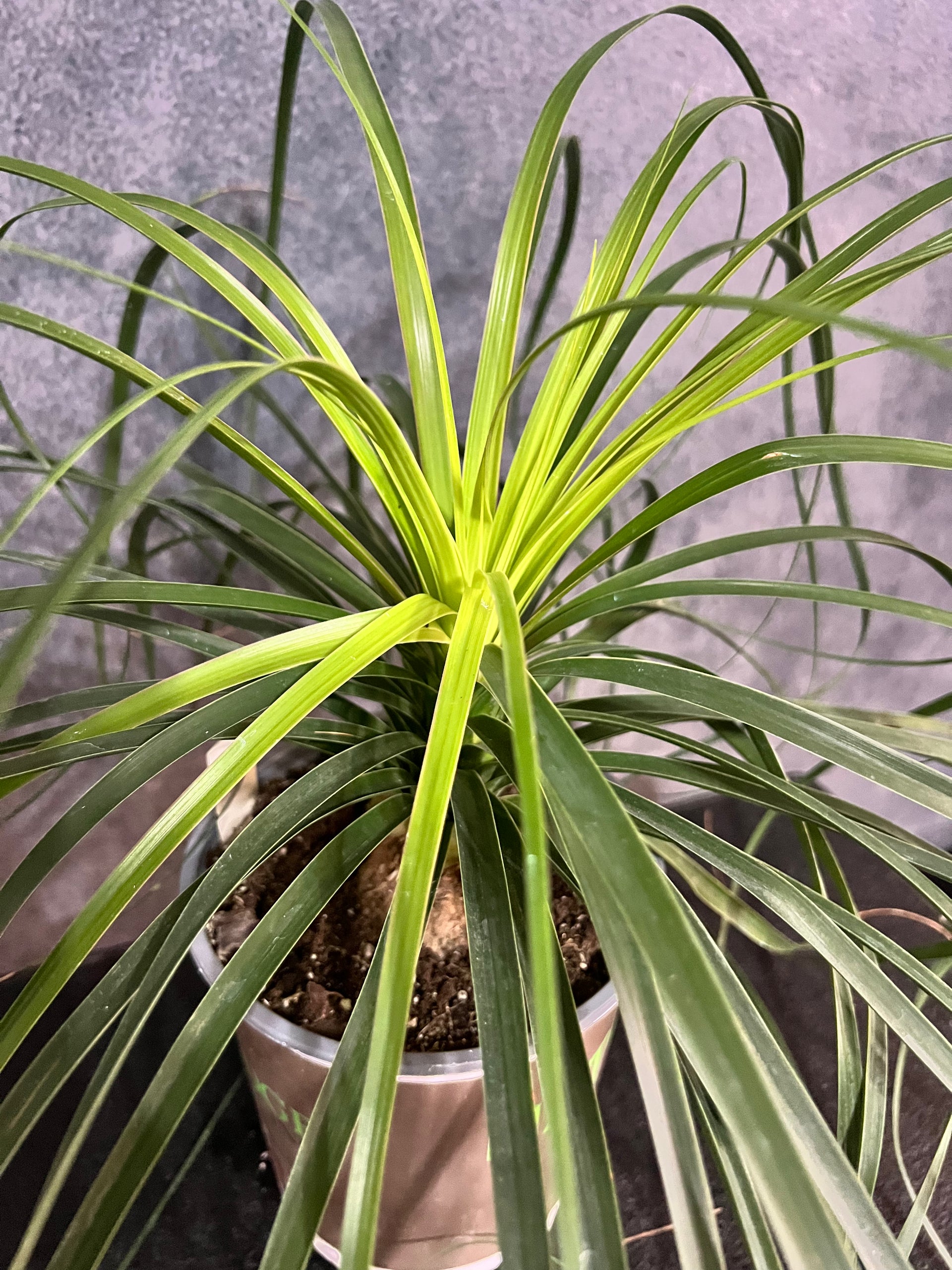 ponytail palm temperature tolerance Ponytail Palm, Pony Tail Palm – The Boho Being, LLC