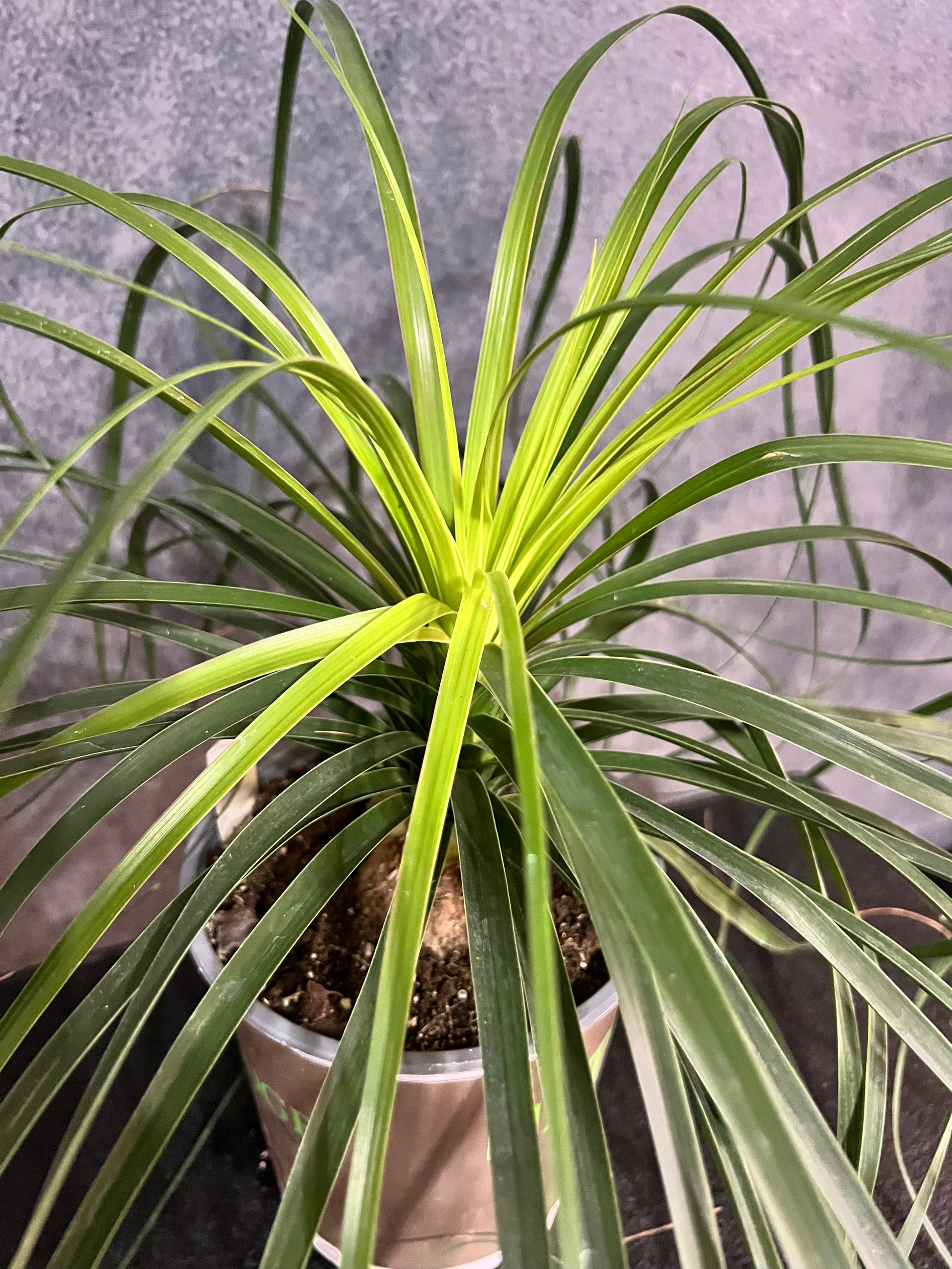 ponytail palm mealybugs Ponytail Palm, Pony Tail Palm – The Boho Being, LLC