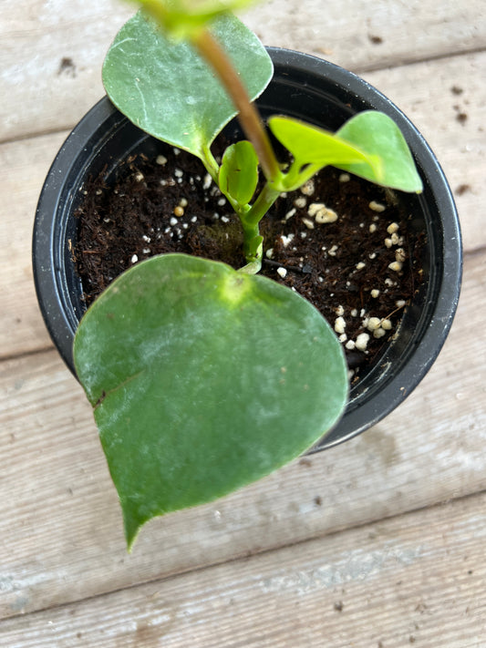 Peperomia polybotrya 'Raindrop'