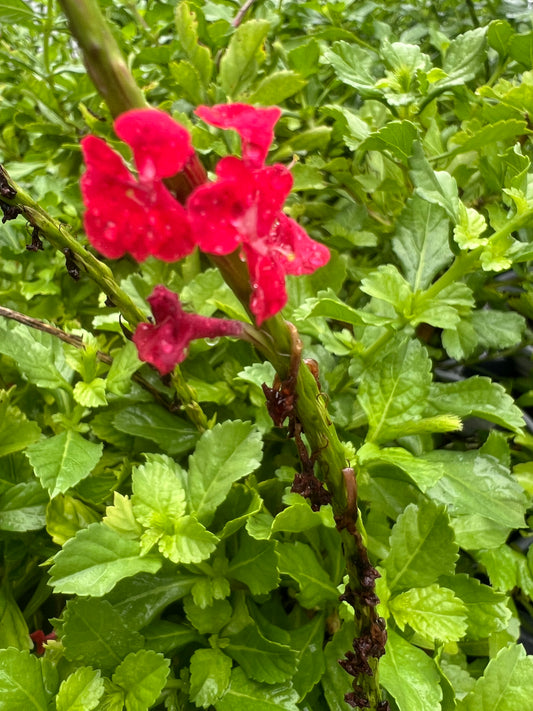 Porter Weed Dwarf Red (Stachytarpheta mutabilis 'Dwarf Red')