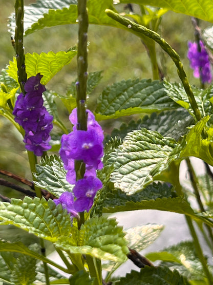 Porterweed, Blue