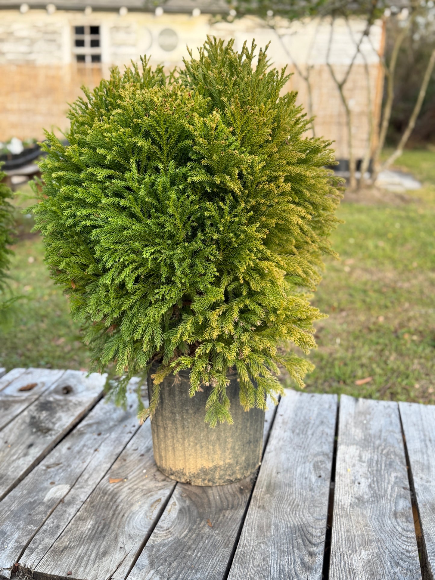 Cryptomeria, Globosa Nana