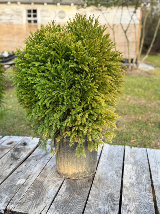 Cryptomeria, Globosa Nana
