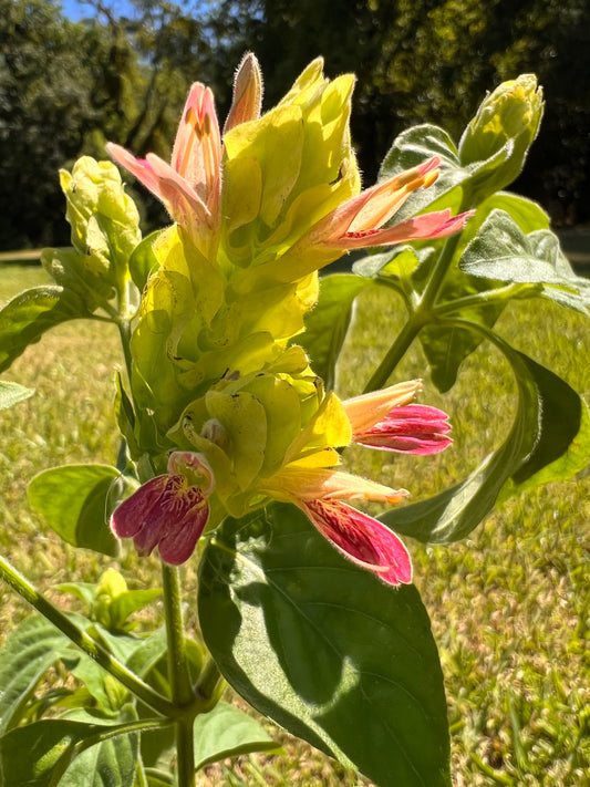 Shrimp Plant (Justicia) -  Fruit Cocktail