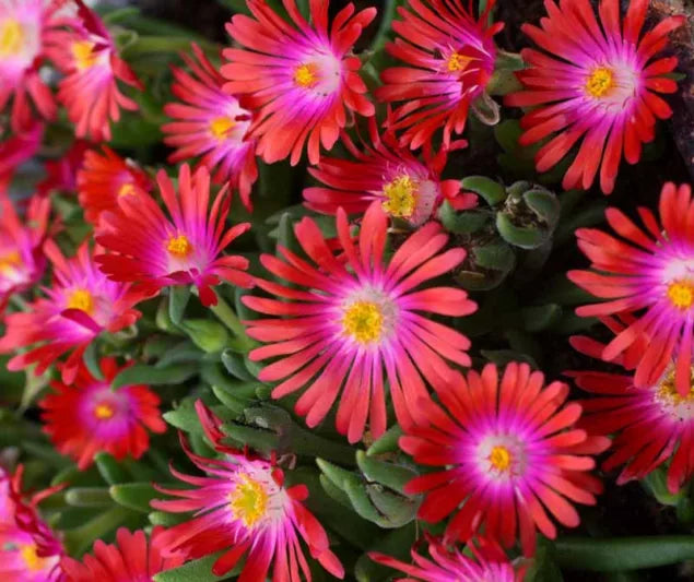 Ice Plant Desert Garnet