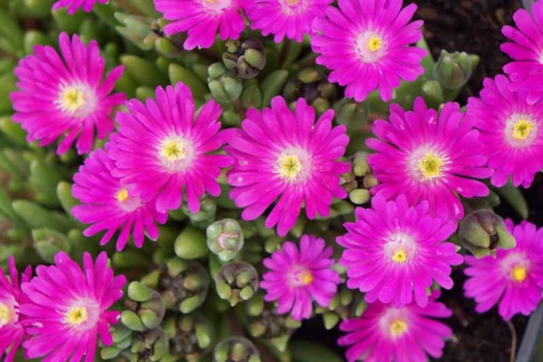 Delosperma Ice Plant Desert Opal