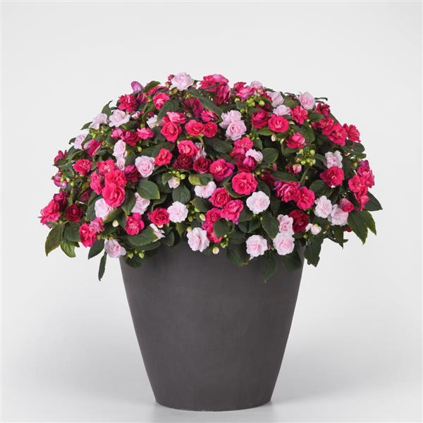 Impatien All That Glimmers