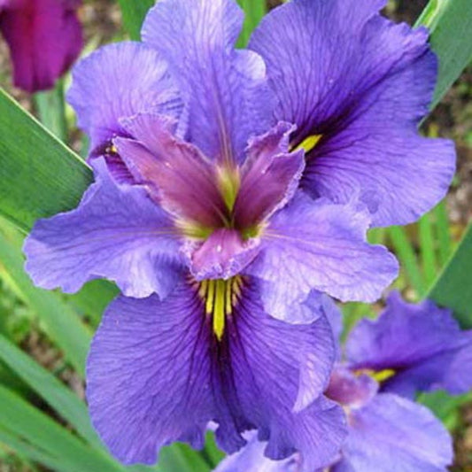 Iris, Beale Street