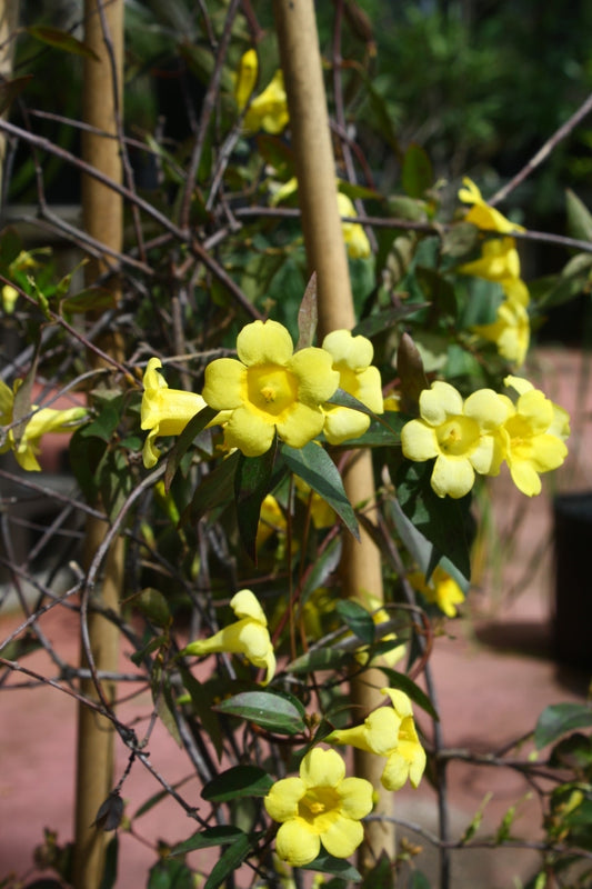 Jessamine, Carolina-Yellow