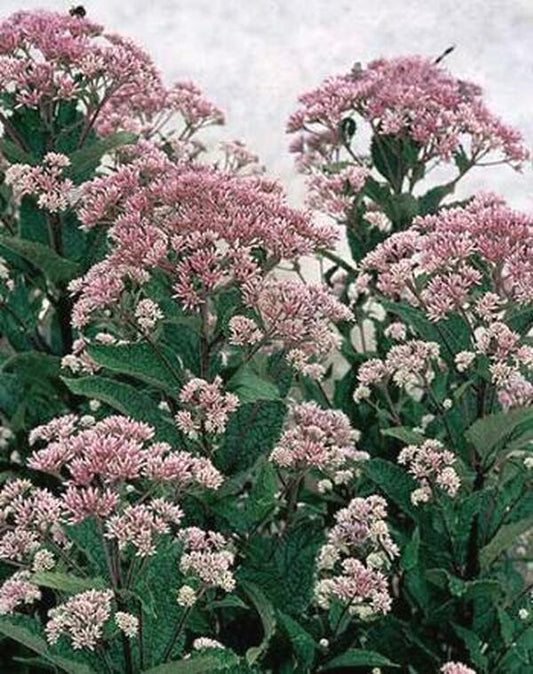 Joe Pye Weed, Little Joe PP# 16122