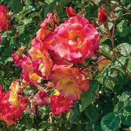 Joseph's Coat Rose In a garden