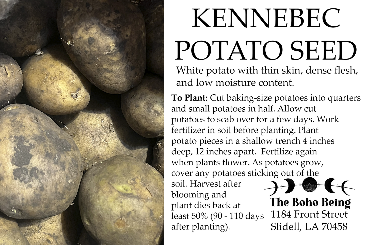 Seeds, Kennebec Potato Seed 5 pounds