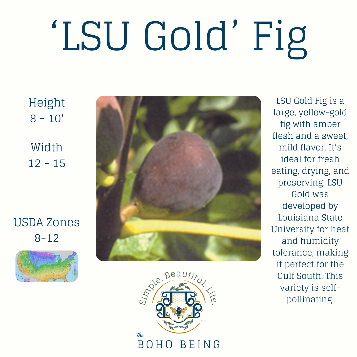 Fruit Trees - 3 Gallon Containers