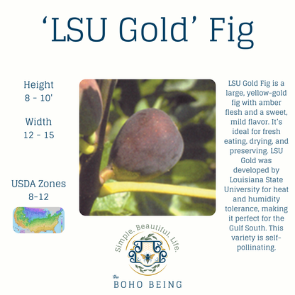 Fruit Trees - 3 Gallon Containers