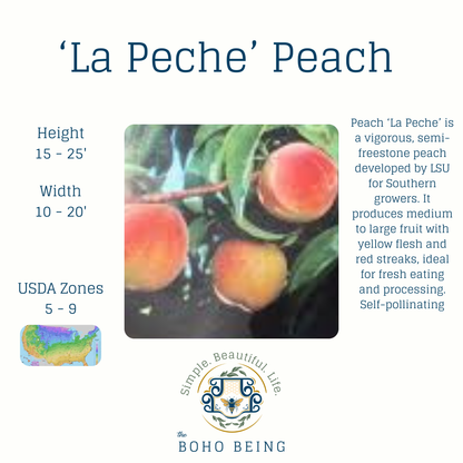 Fruit Trees - 3 Gallon Containers