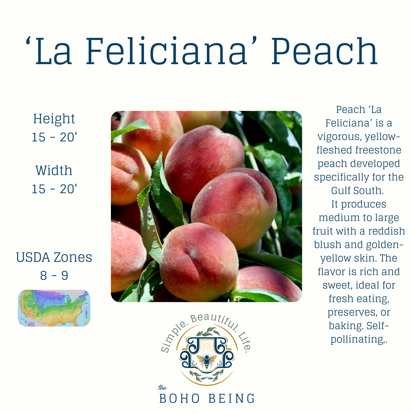 Fruit Trees - 3 Gallon Containers