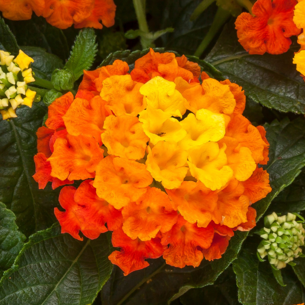 Lantana Bandolista Mango