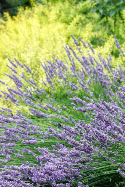 Lavender Phenomenal PP# 24193