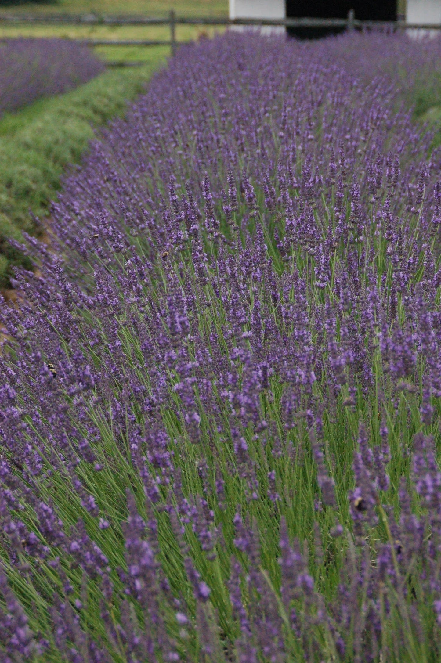 Lavender Phenomenal PP# 24193