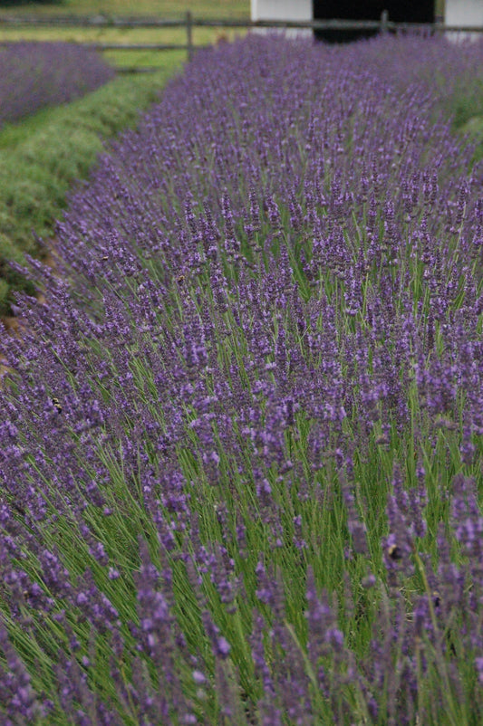 Lavender Phenomenal PP# 24193