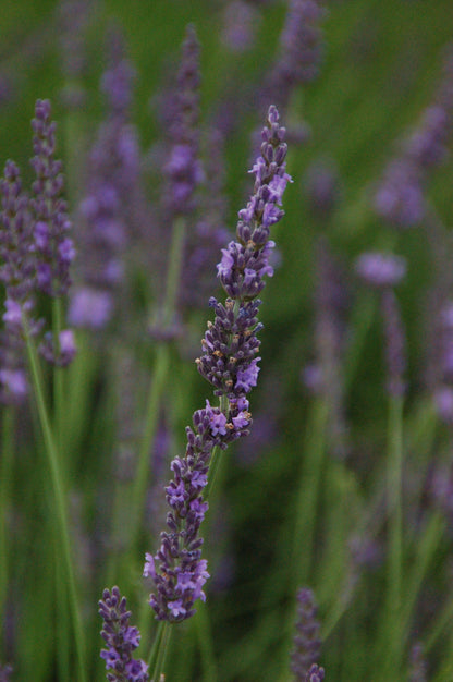Lavender Phenomenal PP# 24193