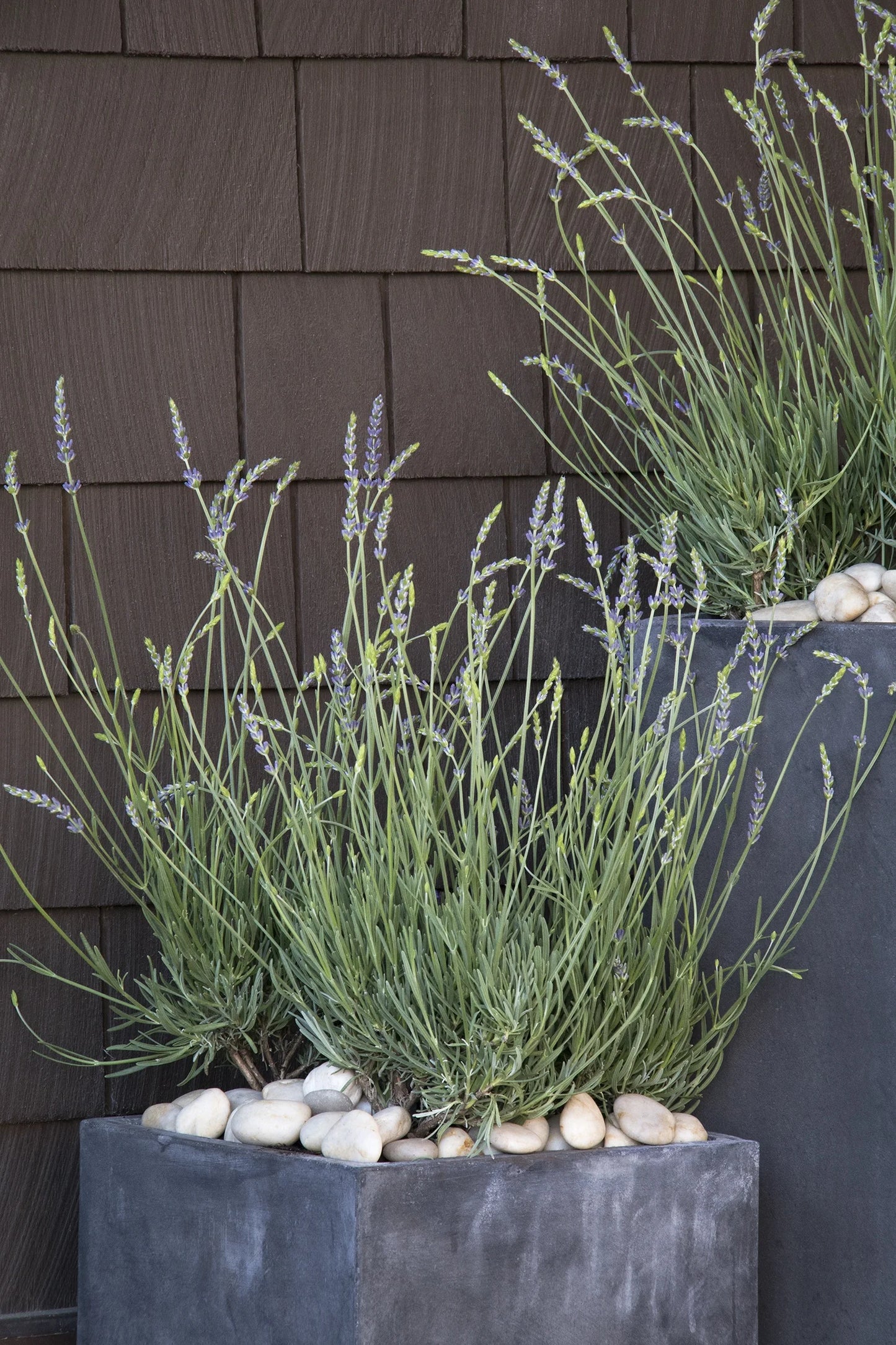 Lavender Phenomenal PP# 24193