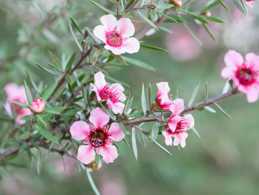 Leptospermum Scoparium, New Zealand Tea Tree