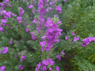 Leucophyllum 'Texas Sage'