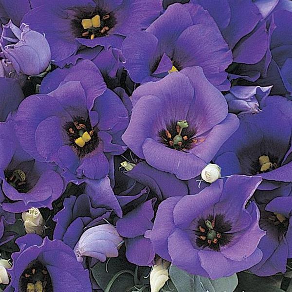 Lisianthus Florida Blue
