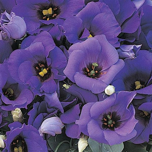 Lisianthus Florida Blue