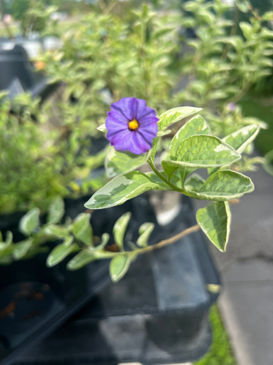 Lycianthes rantonnetii 'Lynn's Variegated' Blue Potato Bush