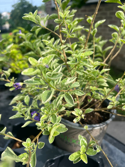 Lycianthes rantonnetii 'Lynn's Variegated' Blue Potato Bush