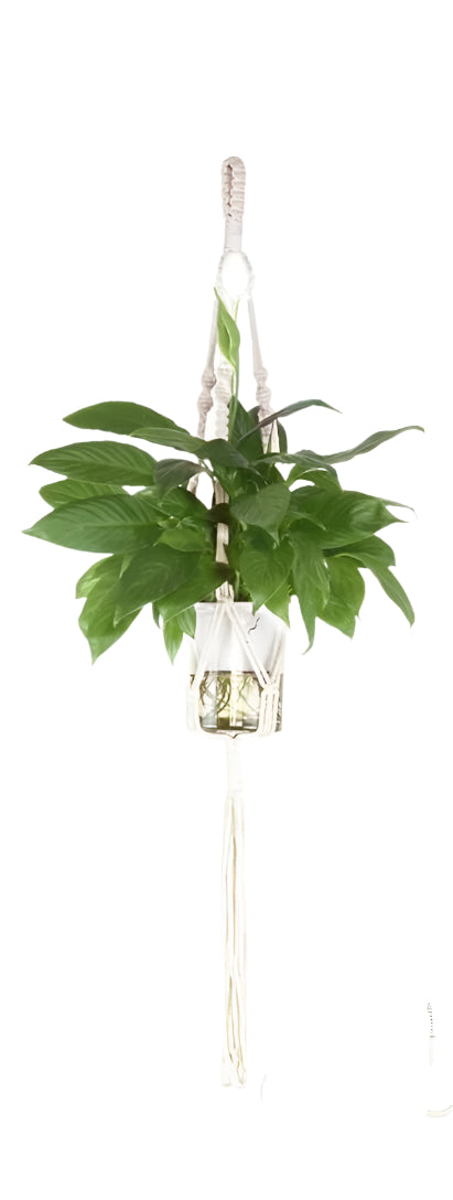 Hanging plant with decorative glass vase on a white background