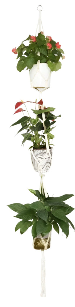 Set of hanging plants in transparent containers on a white background