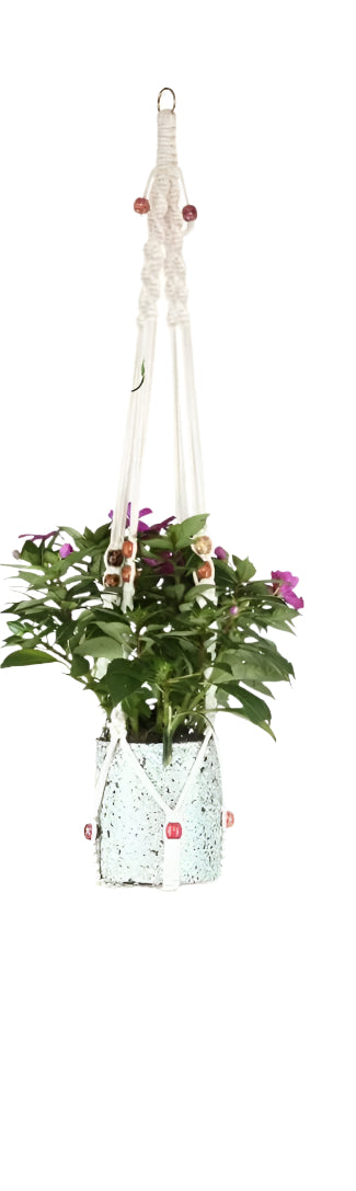 Hanging plant with macrame holder against a white background