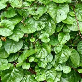 Seeds, Spinach Red Malabar