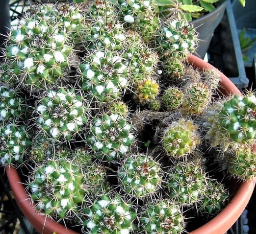 Mammillaria scrippsiana