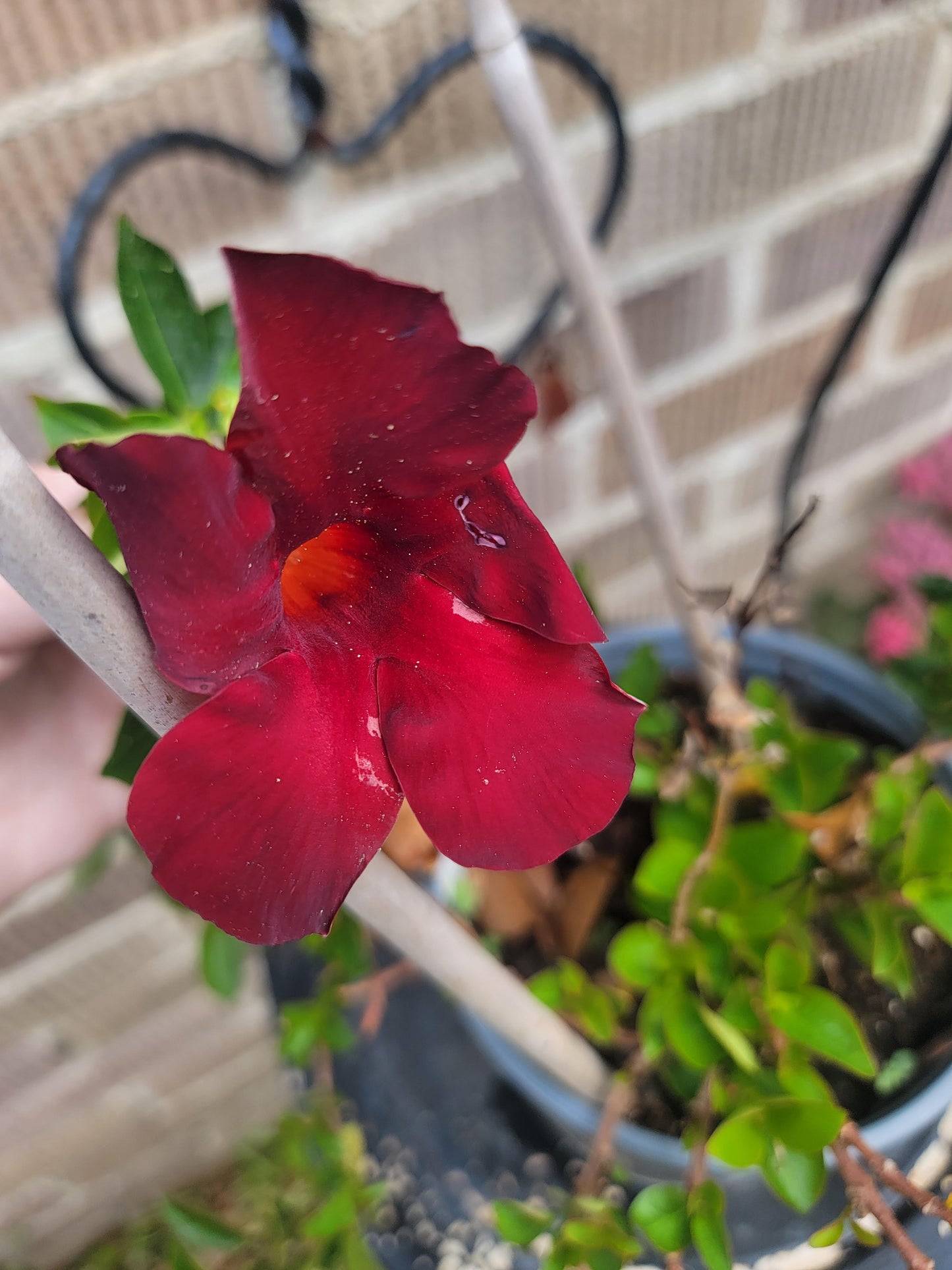 Mandevilla, Tropical Merlot