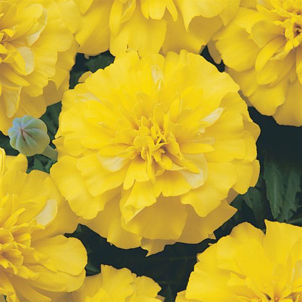 Marigolds - Bonanza Yellow