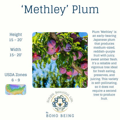 Fruit Trees - 3 Gallon Containers